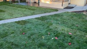 new lawn installation using sod